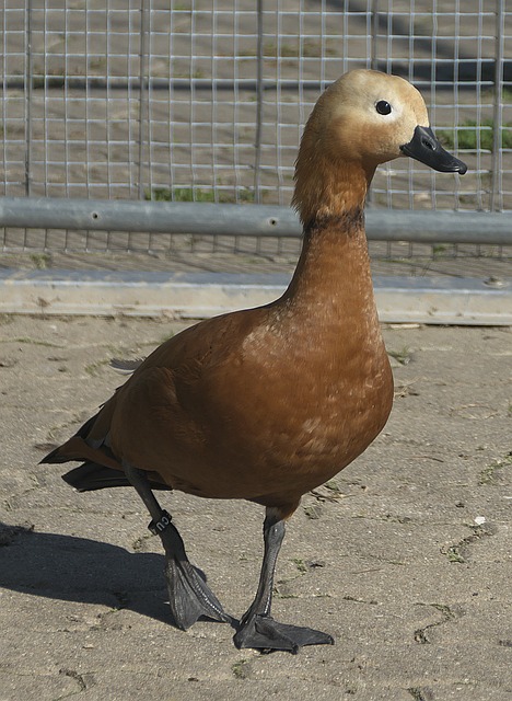 会实践